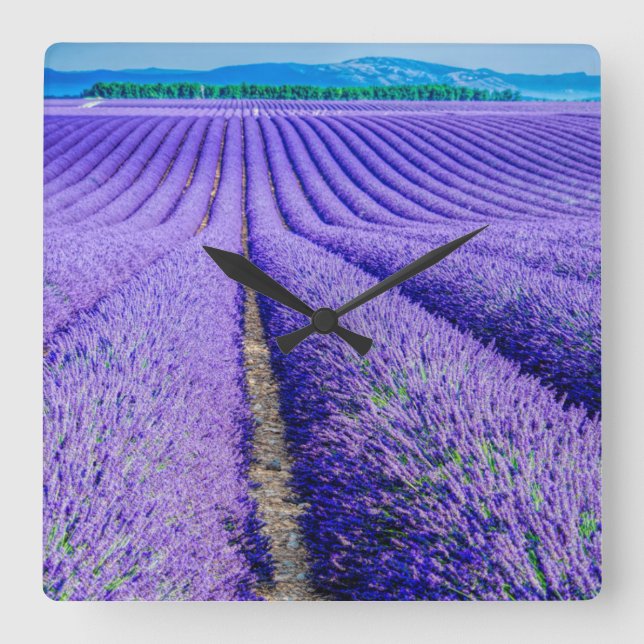 Rows of Lavender, Provence Square Wall Clock (Front)