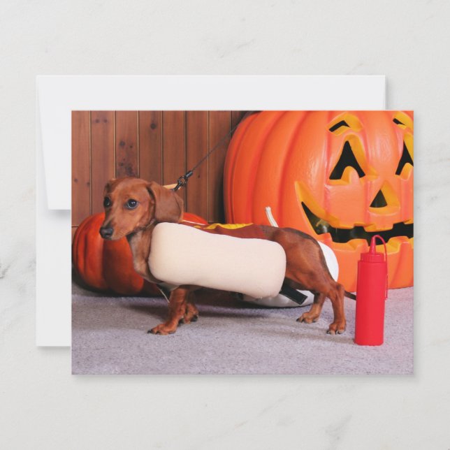 Roxy - Mini Dachshund - Elliott (Front)