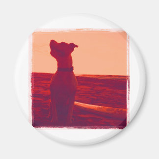 Roxy Photo by Daniela Magnet