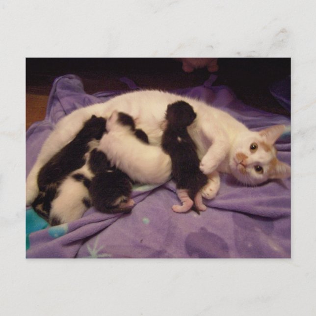 Roxy with kitties postcard (Front)