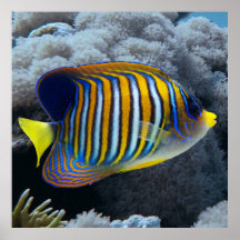 Royal Angel Fish