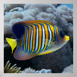 Royal Angel Fish Poster