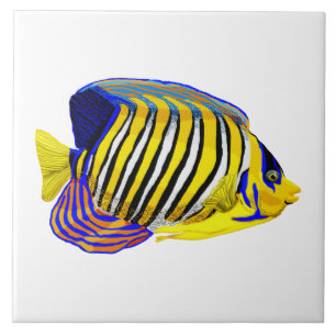 Royal Angelfish Tile