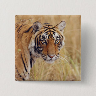 Royal Bengal Tiger 2 Inch Square Button