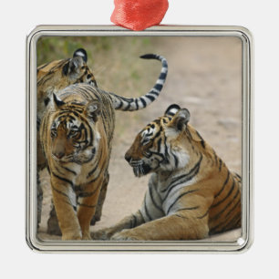 Royal Bengal Tiger and young ones, Ranthambhor Metal Ornament