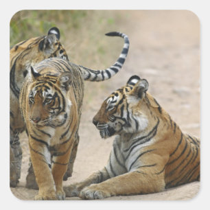 Royal Bengal Tiger and young ones, Ranthambhor Square Sticker