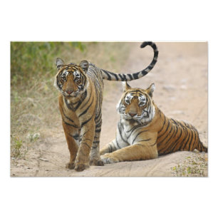 Royal Bengal Tiger and young, Ranthambhor Photo Print