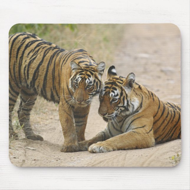 Royal Bengal Tiger and young - Touching ahead, Mouse Pad (Front)