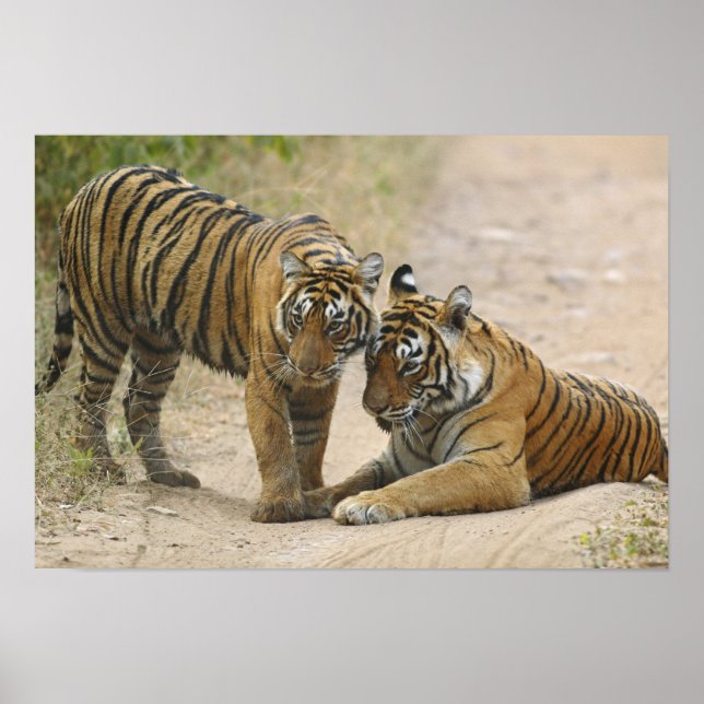 Royal Bengal Tiger and young - Touching ahead, Poster (Front)