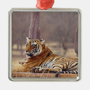 Royal Bengal Tiger at the ceaph, Metal Ornament