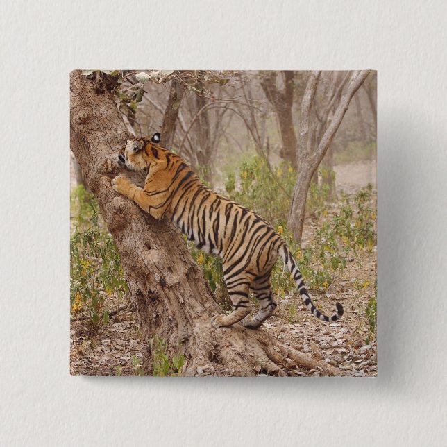 Royal Bengal Tiger climbing up the tree, 2 Inch Square Button (Front)