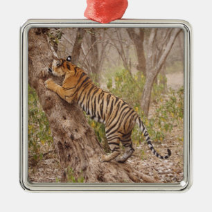 Royal Bengal Tiger climbing up the tree, Metal Ornament