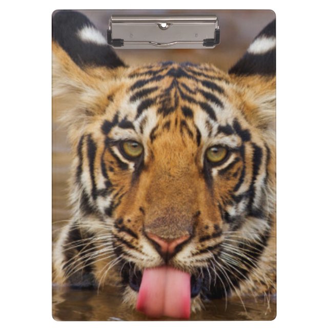 Royal Bengal Tiger cub, drinking water Clipboard (Front)