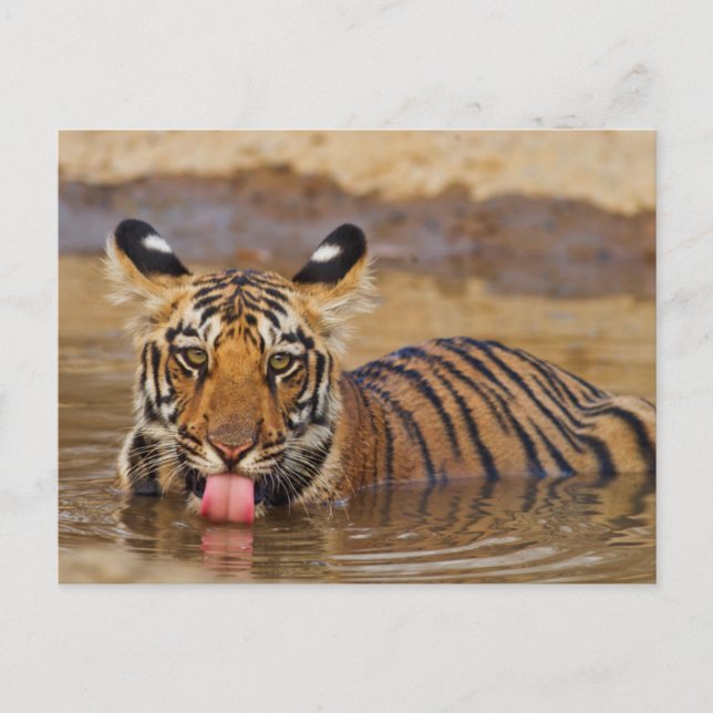 Royal Bengal Tiger cub, drinking water Postcard (Front)