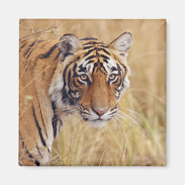 Royal Bengal Tiger Magnet (Front)