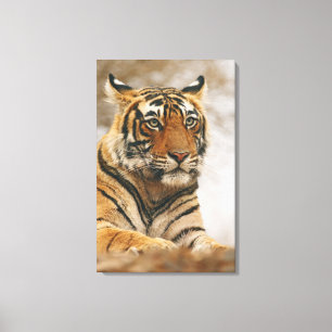 Royal Bengal Tiger on the rock, Ranthambhor Canvas Print