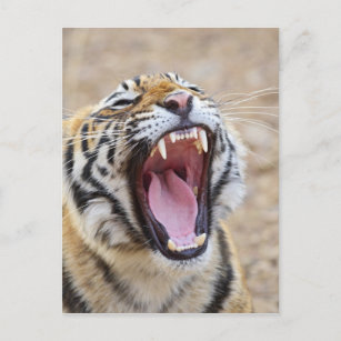 Royal Bengal Tiger yawning, Ranthambhor National Postcard