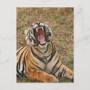 Royal Bengal Tiger yawning, Ranthambhor Postcard