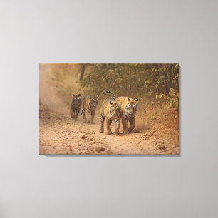 Royal Bengal Tigers on the move, Ranthambhor Canvas Print