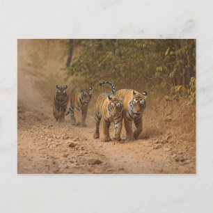 Royal Bengal Tigers on the move, Ranthambhor Postcard
