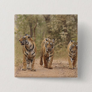 Royal Bengal Tigers on the track, Ranthambhor 2 Inch Square Button