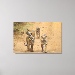 Royal Bengal Tigers on the track, Ranthambhor Canvas Print