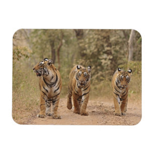 Royal Bengal Tigers on the track, Ranthambhor Magnet