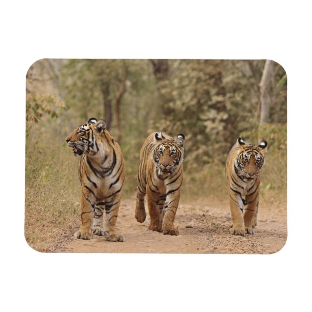 Royal Bengal Tigers on the track, Ranthambhor Magnet (Horizontal)