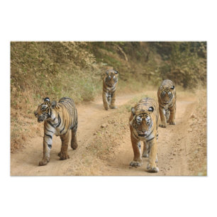 Royal Bengal Tigers Photo Print