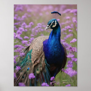 Royal Blue: Blue Peacock In Lavender Field, Poster