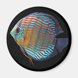 Royal Blue Discus Magnet