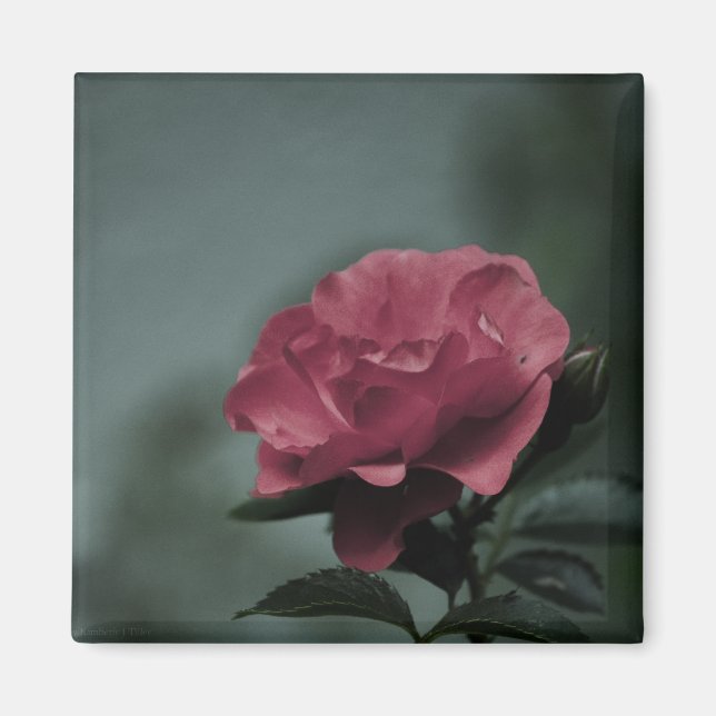 Royal Blush Magnet (Front)