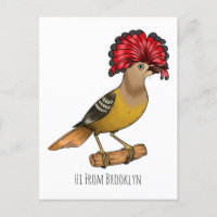 Royal flycatcher bird cartoon illustration