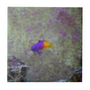 Royal Gramma Tile