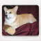 Royal Looking Pembroke Welsh Corgi