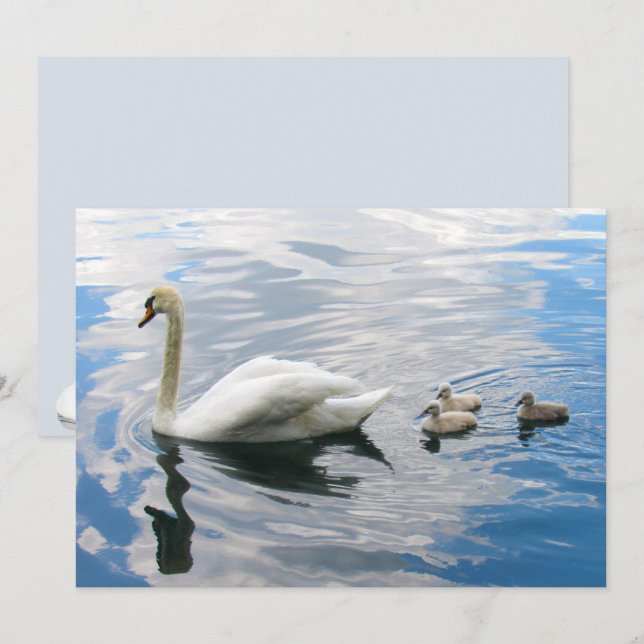 Royal Mute Swan and Cygnets Flat Card (Front/Back)