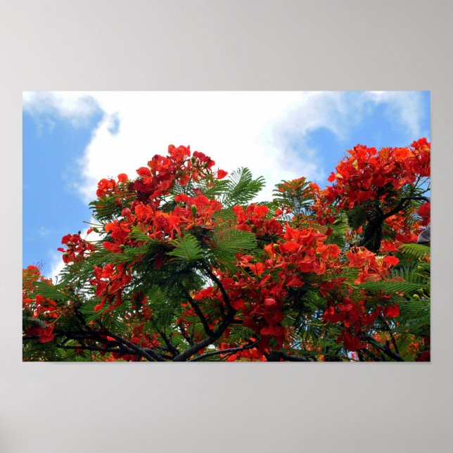 Royal Poinciana Flowering Tree Print (Front)