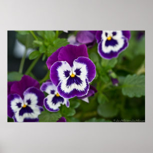 Royal Purple and White Matrix Pansy Poster