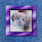 Royal Purple Photo Frame Button
