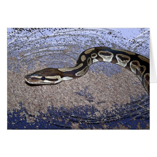 Royal Python or Ball Python (Front Horizontal)