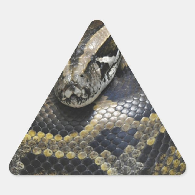 "Royal Python" Triangle Sticker (Front)