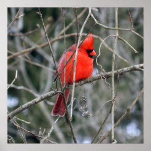Royal Red Cardinal 24x24 Poster