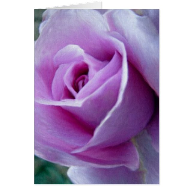 Royal Rose (Front)