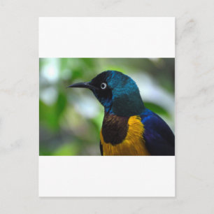Royal Starling Postcard
