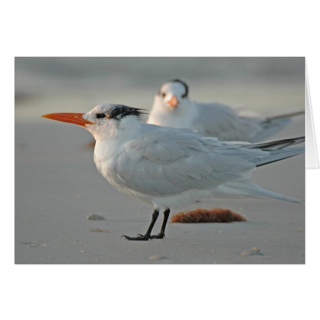 ROYAL TERN (Front Horizontal)