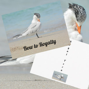 Royal Tern Bow to Royalty Funny Photographic Postcard