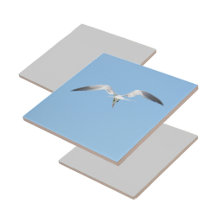 Royal Tern in Flight Coastal Blue