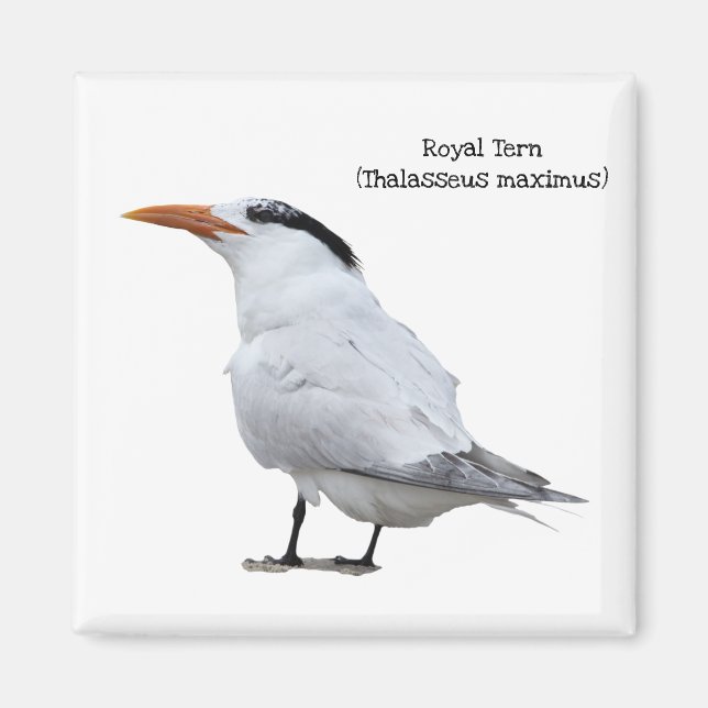 Royal Tern Magnet (Front)