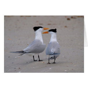 Royal Terns