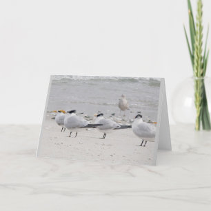 Royal Terns Note Card